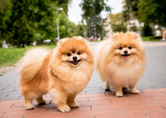 Everything You Need to Know About the Pomeranian