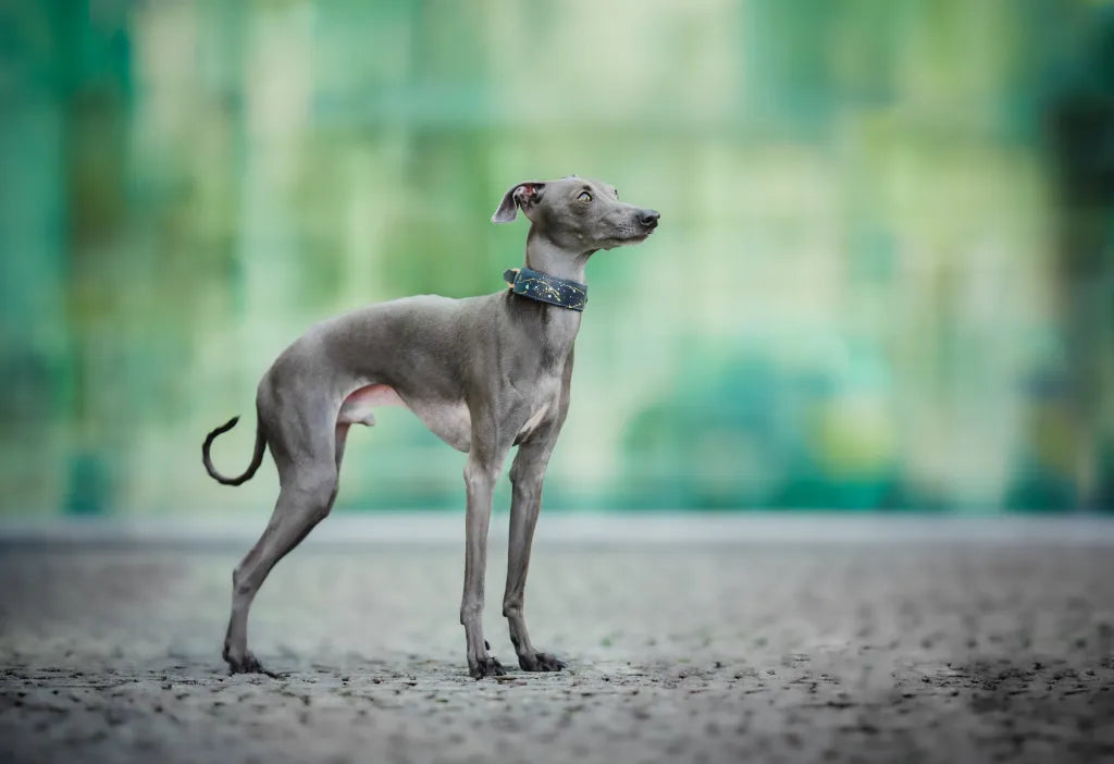 The Italian Greyhound: Everything You Need to Know About This Elegant Breed