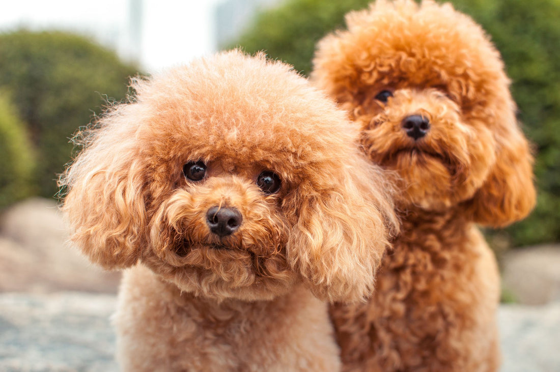 10 Small Dog Breeds for Compact Living and Big Love