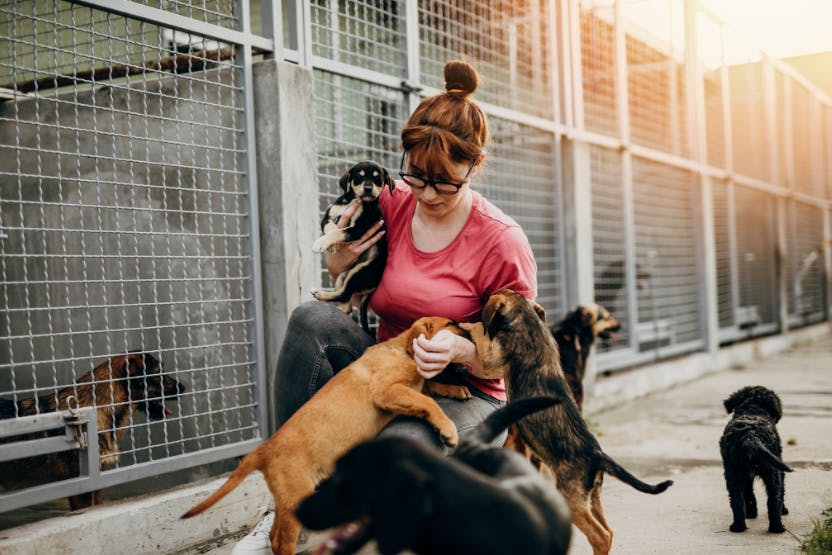 Kiiggy’s Commitment to Animal Welfare: How Every Purchase Helps Feed Shelter Animals