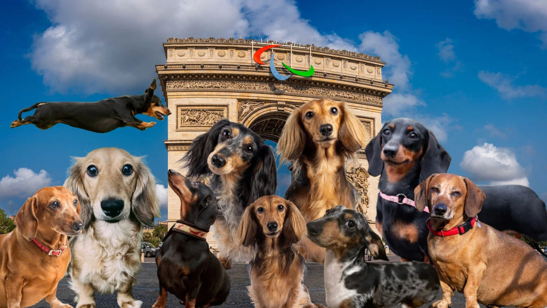 Paris Sausage Walk 2024: The Dachshund Parade Returns to the Capital