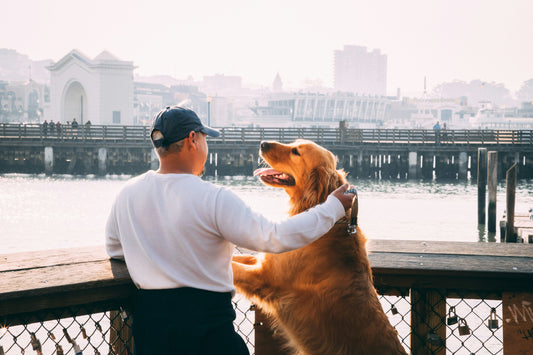 The Best Pet-Friendly Vacation Destinations for You and Your Dog in Europe