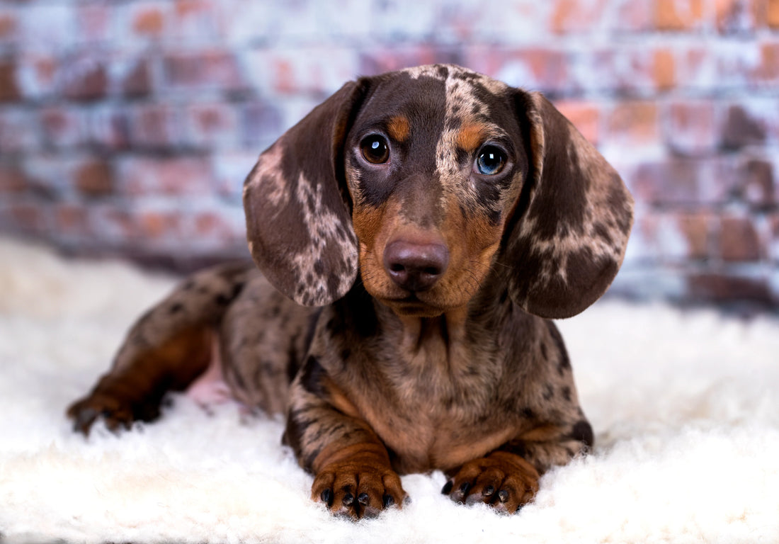 The Mini Dachshund: Everything You Need to Know About This Charming Breed